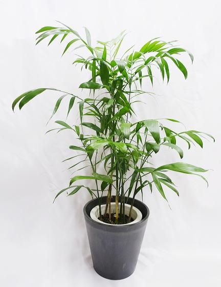 チャメドレア・セフリジー | 鉢カバーセット - 観葉植物・多肉植物の販売、通販│cocoha