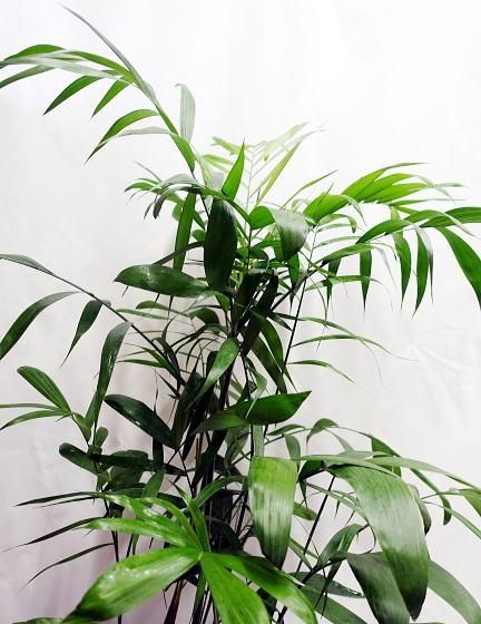 チャメドレア・セフリジー | 鉢カバーセット - 観葉植物・多肉植物の販売、通販│cocoha