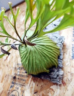 送料無料アイテム - 観葉植物・多肉植物の販売、通販│cocoha