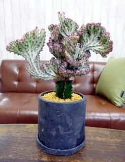 観葉植物Mサイズ - 観葉植物専門店cocoha（ココハ）｜観葉植物の販売