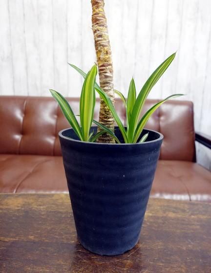ユッカ・エルミラ（斑入りユッカ）M 子株付き | ユッカの斑入り