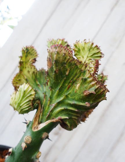 ユーフォルビア・マハラジャ ブラックポット | 怪獣のような個性的な多肉植物 - 観葉植物・多肉植物の販売、通販│cocoha