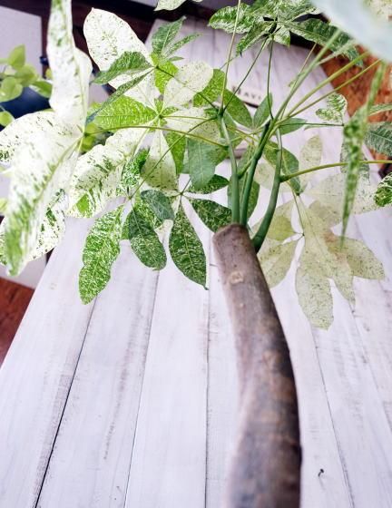 【幹と葉のバランス良いです♥】パキラ ミルキーウェイ 斑入り パキラ ミルキーウェイ🌿 小ぶりで可愛らしいこちらは 貴重な