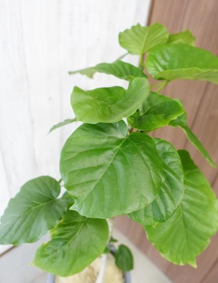 フィカス・ウンベラータ|曲がりタイプ - 観葉植物・多肉植物の