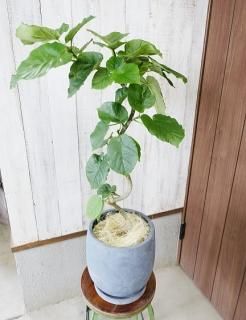 商品検索 - 観葉植物・多肉植物の販売、通販│cocoha