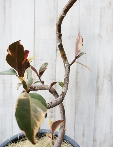 フィカス・ルビー 曲がりタイプ | 観葉植物 - 観葉植物・多肉植物の