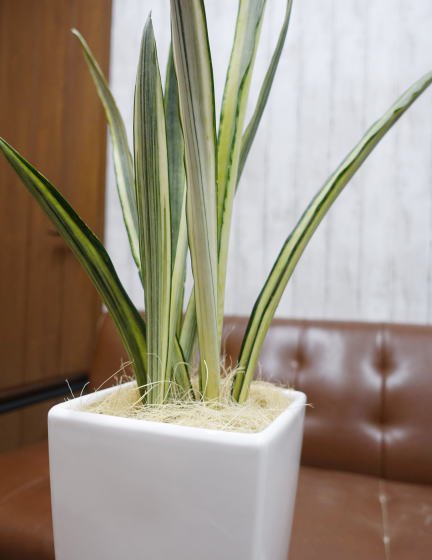 サンスベリア・センセーション M | スクエアポット - 観葉植物・多肉植物の販売、通販│cocoha