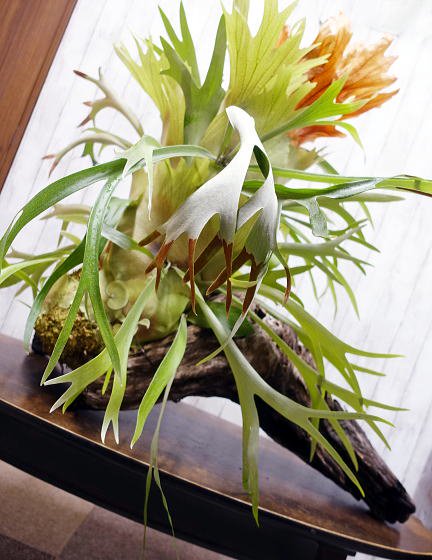 巨大コウモリラン（ビカクシダ）流木仕立て | 1点もの - 観葉植物・多肉植物の販売、通販│cocoha