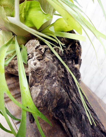 巨大コウモリラン（ビカクシダ）流木仕立て | 1点もの - 観葉植物・多肉植物の販売、通販│cocoha