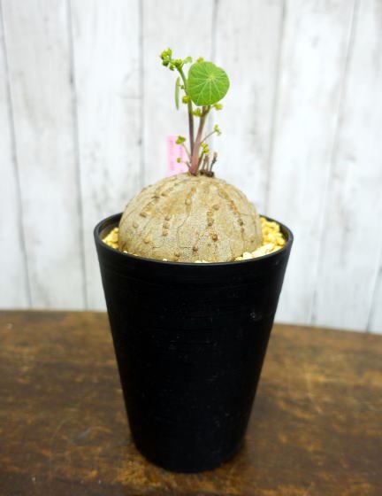 ステファニア・エレクタ | 塊根植物 | コーデックス - 観葉植物・多肉植物の販売、通販│cocoha