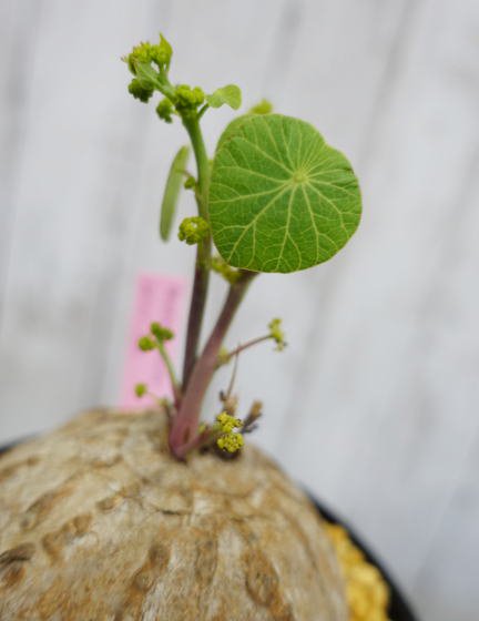 ステファニア・エレクタ | 塊根植物 | コーデックス - 観葉植物・多肉植物の販売、通販│cocoha