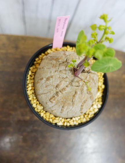 ステファニア・エレクタ | 塊根植物 | コーデックス - 観葉植物・多肉植物の販売、通販│cocoha