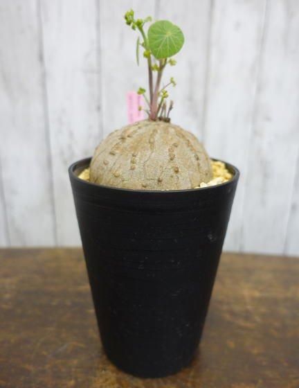 ステファニア・エレクタ | 塊根植物 | コーデックス - 観葉植物