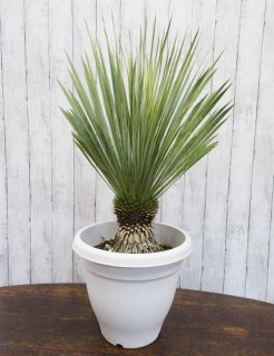 20,000円～ - 観葉植物・多肉植物の販売、通販│cocoha