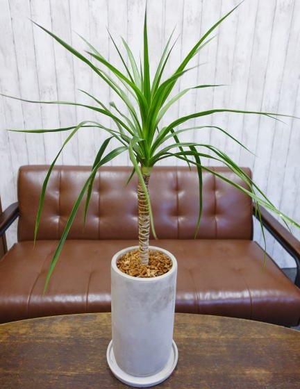 ドラセナ・カンボジアーナ | 1点もの観葉植物 - 観葉植物・多肉植物の販売、通販│cocoha