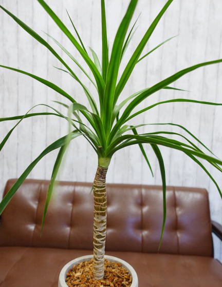 ドラセナ・カンボジアーナ | 1点もの観葉植物 - 観葉植物・多肉植物の販売、通販│cocoha