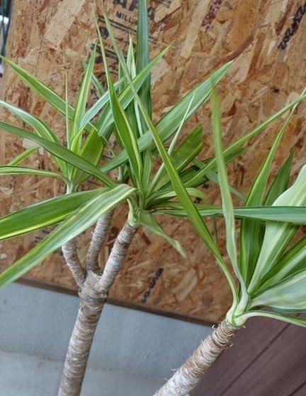 ユッカ #斑入り 親株 どんどん成長します⭐