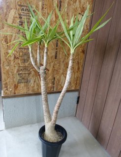 斑入りユッカ | 1点もの - 観葉植物・多肉植物の販売、通販│cocoha