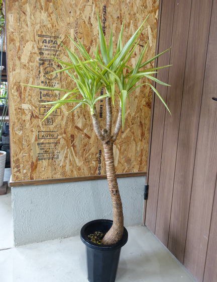 斑入りユッカ | 観葉植物 - 観葉植物・多肉植物の販売、通販│cocoha