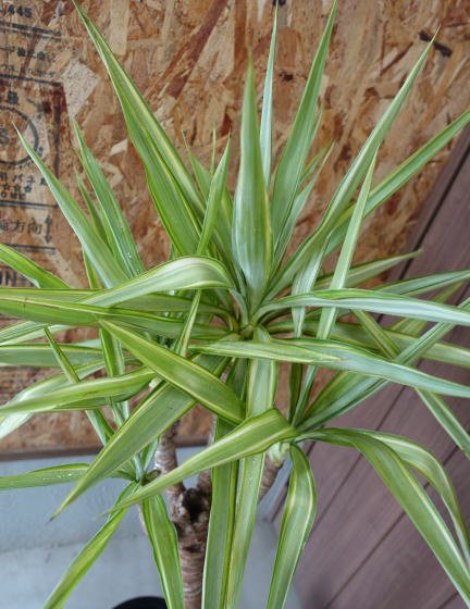 斑入りユッカ | 観葉植物 - 観葉植物・多肉植物の販売、通販│cocoha