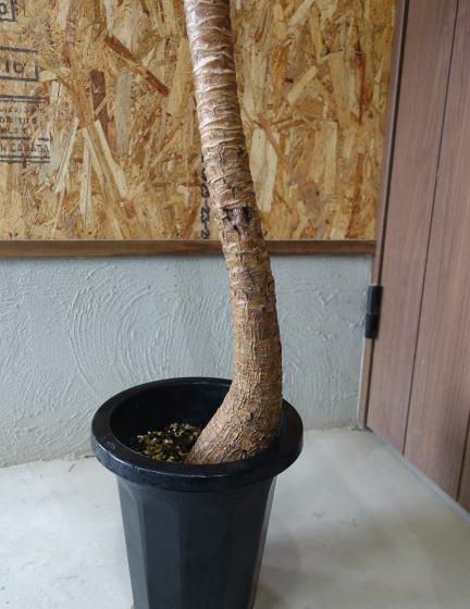 #ユッカ　#斑入り　親株　どんどん成長します⭐ ユッカ・エルミラ（斑入りユッカ）M 子株付き | ユッカの斑入り