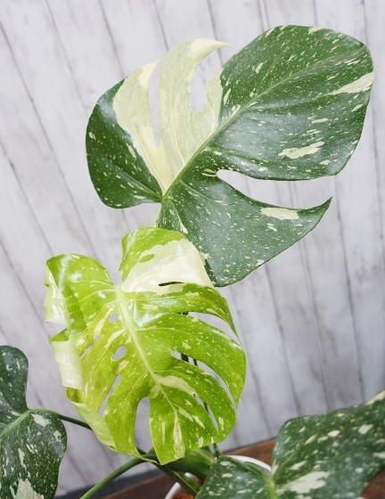 斑入りモンステラ | オストボールM - 観葉植物・多肉植物の販売