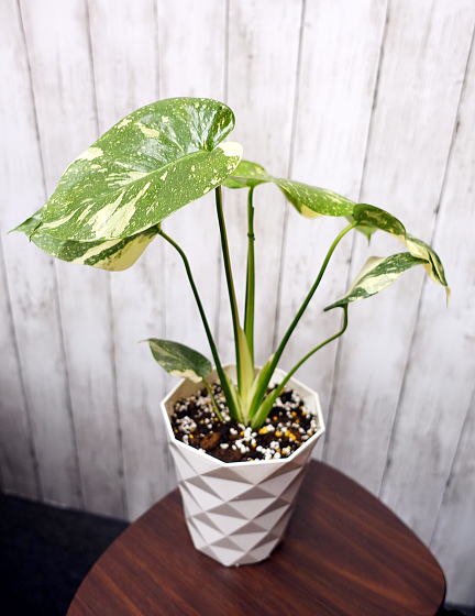 斑入りモンステラ | 観葉植物 - 観葉植物・多肉植物の販売、通販│cocoha