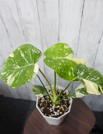 斑入りモンステラ | 観葉植物 - 観葉植物・多肉植物の販売、通販│cocoha