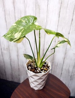 モンステラ 幹上がり 2本立ち|スクエアポット - 観葉植物・多肉植物の販売、通販│cocoha