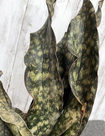サンスベリア キルキープルクラ　希少大株！送料込み Sansevieria kirkii var. pulchra Coppertone サンスベ