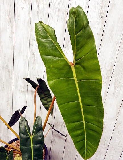 超貴重フィロデンドロン ブラックビレッティア 斑入り　トップカット フィロデンドロン ビレッティア 斑入り 大株【激レア】Philodendron