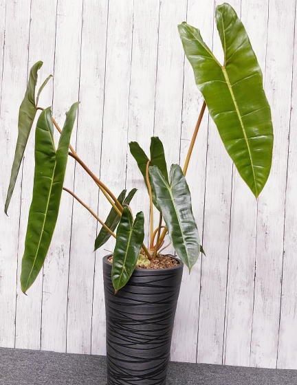 フィロデンドロン・ビレッティア | 1点もの鉢セット - 観葉植物・多肉