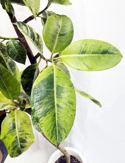 美形　大型　フィカス　ジン　陶器鉢　植え込み発送 美形 大型 フィカス ジン 陶器鉢 植え込み発送 - メルカリ