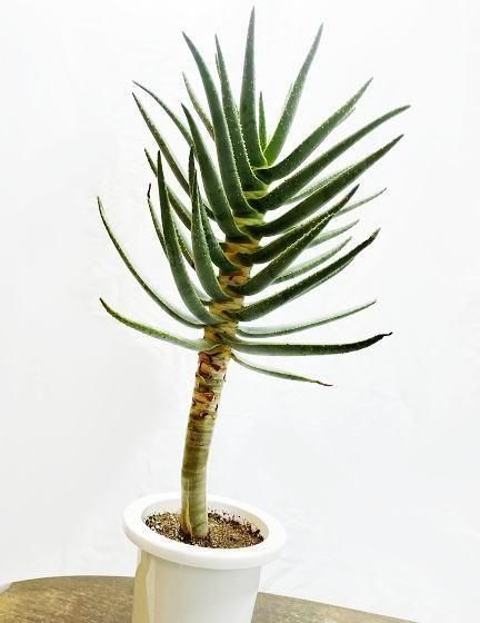 アロエ・ディコトマ | 世界最大のアロエ - 観葉植物専門店cocoha