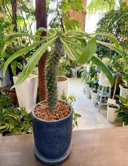 187851601.jpg?cmsp_timestamp=