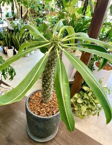パキポディウム・ラモスム パキポディウム・ラモスム | 塊根植物 - 観葉植物専門店cocoha（ココハ