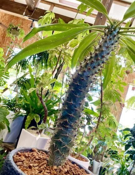 パキポディウム・ラモスム パキポディウム・ラモスム | 塊根植物 - 観葉植物専門店cocoha（ココハ