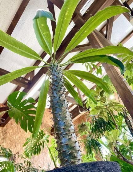 パキポディウム・ラモスム | 塊根植物 - 観葉植物専門店cocoha（ココハ