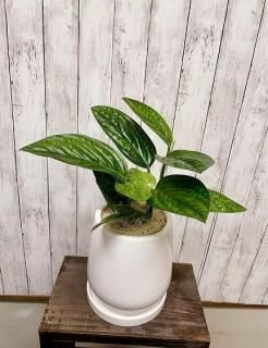 ビカクシダ リドレイ | コルク付き - 観葉植物・多肉植物の販売