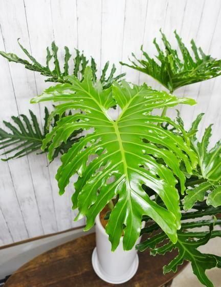 フィロデンドロン・セローム | 白陶器鉢皿セット - 観葉植物専門店