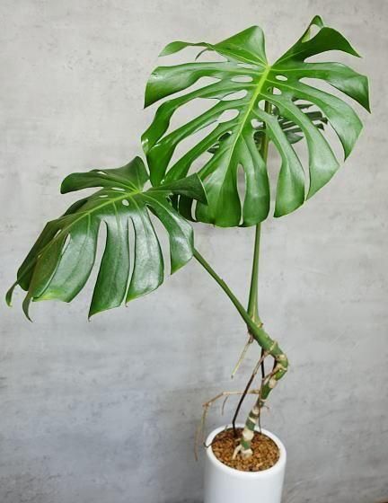 モンステラ　幹上がり モンステラ 幹上がり 販売・通販 *tree tree*
