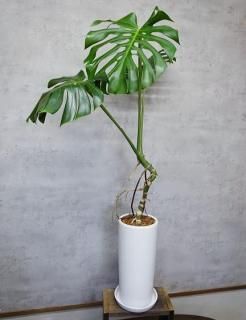 リドレイ　コルク付　輸入株 ビカクシダ リドレイ | コルク付き - 観葉植物・多肉植物の販売