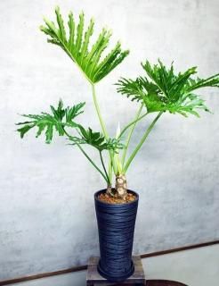 パキポディウム・グラキリス | 塊根植物 - 観葉植物・多肉植物の