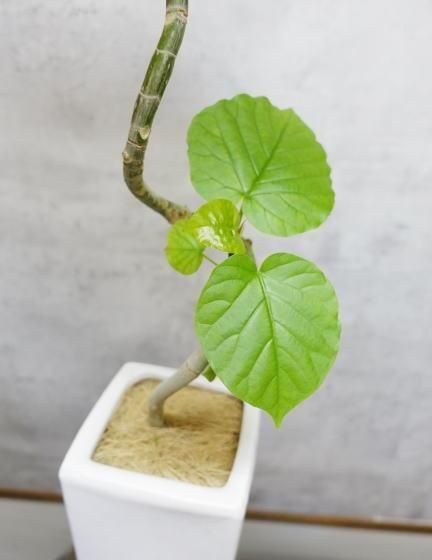 フィカス ウンベラータ 142cm８号 S-shaped 観葉植物 フィカス ウンベラータ 8号 曲り フェルム シリンダー