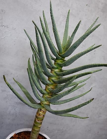 世界最大のアロエ | アロエ・ディコトマ - 観葉植物専門店cocoha