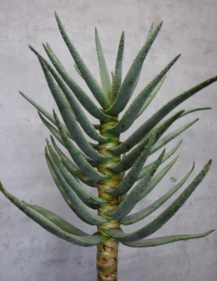 ②特大アロエ・ディコトマ 世界最大のアロエ | アロエ・ディコトマ - 観葉植物専門店cocoha