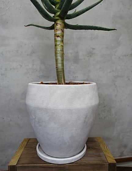 ③特大アロエ・ディコトマ 世界最大のアロエ | アロエ・ディコトマ - 観葉植物専門店cocoha