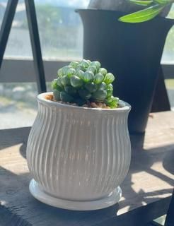 ユーフォルビア 陶器鉢 楽天市場】おしゃれ 陶器鉢 Individual pot セラミック鉢 底穴