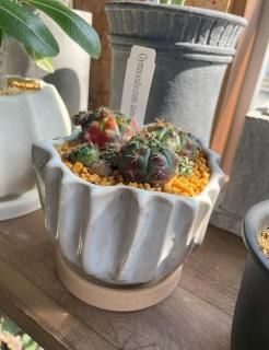 フィカス ベンガレンシス 曲がり ファイバー鉢 お皿付き フィカス