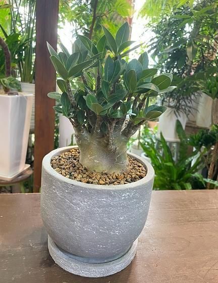 アデニウム アラビカムモンスター 現品 ポットごと発送 アデニウム アラビカムモンスター 現品 ポットごと発送 - メルカリ